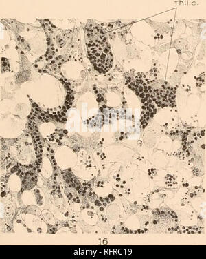 . Der Carnegie Institution in Washington Publikation. 14: i&amp;&amp;&amp; m •: - - t T&amp;-.S.: L r^^T-v;:. s" • "t?-: •'." ->. '•^^ Xt-1^:^^ | OBE> i^r^ "v v^%" s m -" --^^ Ich^^^ MB-ftv"^}%;,^^. Bitte beachten Sie, dass diese Bilder sind von der gescannten Seite Bilder, die digital für die Lesbarkeit verbessert haben mögen - Färbung und Aussehen dieser Abbildungen können nicht perfekt dem Original ähneln. extrahiert. Der Carnegie Institution in Washington. Washington, der Carnegie Institution in Washington Stockfoto