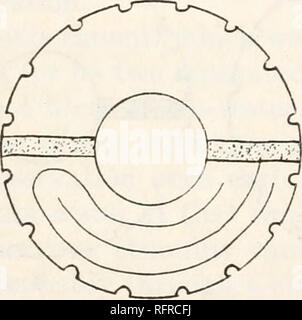 . Der Carnegie Institution in Washington Publikation. 128 Papiere von der Abteilung für Meeresbiologie. tion der Halb-Disks haben weg mit den Falten der Platten an der Stelle, wo der Isolierstreifen entfernt wurden, die oft mit genauen Messung der regenerierten Gewebes gestört wird. (Diese Serie wird im Folgenden als die "Aktiv" und "Inaktiv" Serie.) In der zweiten Art der Experimente normale Disketten oder Festplatten waren im Vergleich mit anderen, von der aus alle Sinnesorgane entfernt worden waren, in dem aber die subumbrella Muskeln waren durch elektrische Stimulatio aktiviert wurde Stockfoto