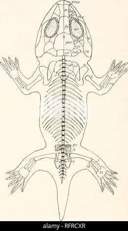 . Der Carnegie Institution in Washington Publikation. 128 DIE KOHLE MASSNAHMEN AMPHIBIA VON NORDAMERIKA. als visuelle, durch die squamosal gebildet. Die Orbit ist posteriore Bestrahlungen durch die Post bounded-Orbital und der postfrental, die gehören in den Winkel zwischen Ihnen der Quad-rangular squamosal. Die Orbit ist besonders bemerkenswert für seine Größe im Vergleich zu den Dimensionen des Schädels, der ohne eine Parallele zu anderen bekannten Microsauria. . Um die Grenze der Orbit in der Probe fertig studiert (105) Es fand 14 viereckigen Platten, die er als "superciliary Teller waren." Heu (316) Wa Stockfoto