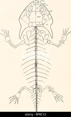 . Der Carnegie Institution in Washington Publikation. 124 DIE KOHLE MASSNAHMEN AMPHIBIA VON NORDAMERIKA. Einer der Gattung. Es ist besessen von keine andere Form des Karbon Atemluft- und Wirbeltieren, in Verbindung mit den anderen Zeichen der Form. Die Grenzen des premaxillse sind unbestimmt, aber was bleibt der Nähte zeigt an, dass die Elemente klein waren. Keine Zähne haben erkannt worden. Die Nase ist auch nicht klar definiert, aber die Front ist eine längliche Element, das Trade Boxes - Torten der Raum zwischen den Umlaufbahnen und verbindet die parietale Posterior. Die parie - pmx MESSUNGEN VON TY Stockfoto