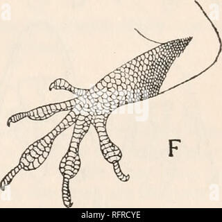 . Der Carnegie Institution in Washington Publikation. B mm.. Abb. 4.- Anolis mayeri sp. nov. A, obere Fläche des Kopfes. B, die untere Fläche des Kopfes. C, Seitenansicht des Kopfes. D, quer lepidosis der Amtsleitung. E, lepidosis von hind Zehen-, Knie- und Vent. F, lepidosis der Fore-arm und Finger.. Bitte beachten Sie, dass diese Bilder sind von der gescannten Seite Bilder, die digital für die Lesbarkeit verbessert haben mögen - Färbung und Aussehen dieser Abbildungen können nicht perfekt dem Original ähneln. extrahiert. Der Carnegie Institution in Washington. Washington, der Carnegie Institution in Washington Stockfoto