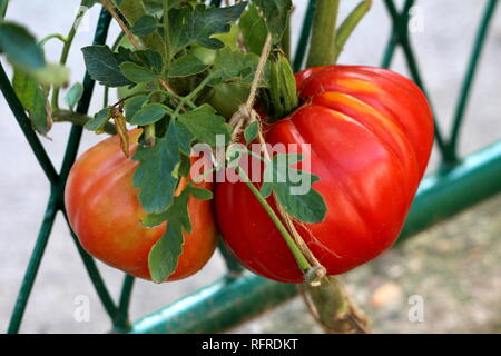 Große rote Tomate mit Reben auf kleinere in Home Garten mit dunkelgrünen Blättern und Zaun im Hintergrund umgeben wächst angehängte Reif Stockfoto