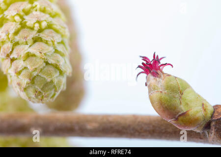 Männliche und weibliche Blüten der Haselnuss, Corylus avellena. Die gelbe männliche Kätzchen können auf der linken Seite des Bildes und den weiblichen rote Blume gesehen werden. Stockfoto