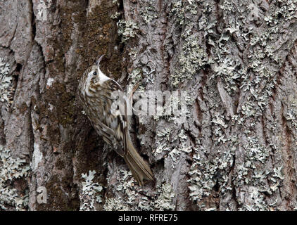 Baumkäfer, Certhia familiaris, auf Baumstamm Stockfoto