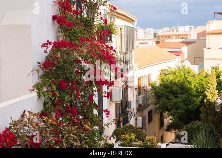 Design, Architektur und außen Konzept - Spanien Architektur. Blühende Efeu mit roten Blumen auf einer Hauswand. Stockfoto