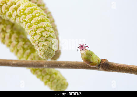 Männliche und weibliche Blüten der Haselnuss, Corylus avellena. Die gelbe männliche Kätzchen können auf der linken Seite des Bildes und den weiblichen rote Blume gesehen werden. Stockfoto