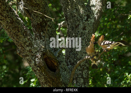 Wiedehopf, Upupa epops Lateinischer Name, paar Umwerbung Fütterung auf einem Zweig nächste totheir Nest mit Crest in Wäldern Lebensraum in dappled Sonnenlicht angehoben Stockfoto