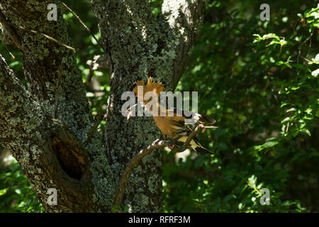 Wiedehopf, Upupa epops Lateinischer Name, auf einem Zweig neben seinem Nest mit Crest angehoben und ein grub in seinem Schnabel gehockt Stockfoto