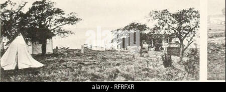 . Der Carnegie Institution in Washington Publikation. . Bitte beachten Sie, dass diese Bilder sind von der gescannten Seite Bilder, die digital für die Lesbarkeit verbessert haben mögen - Färbung und Aussehen dieser Abbildungen können nicht perfekt dem Original ähneln. extrahiert. Der Carnegie Institution in Washington. Washington, der Carnegie Institution in Washington Stockfoto