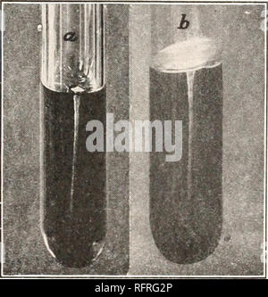 . Der Carnegie Institution in Washington Publikation. Willst von KÜRBISGEWÄCHSEN. 289 Calciumcarbonat; auch in gekochtem sterilen Zuckerrüben - Saft und die gleichen Leistungen mäßig alkalisch durch verschiedene kleine Mengen von Natriumcarbonat, aber in allen Fällen Wachstum abwesend war, schwachen oder lange verzögert. Involution Formen waren anwesend. Das Ergebnis dieser Serie von Experimenten und der voraus geht es zu zeigen, dass die Rote Rüben entweder fehlen einige Nährstoff Element oder enthält einen Stoff, der zwar nicht die Zerstörung der Keime, fast vollständig Wachstum hemmt, und das Ob der Saft sauer oder alkalisch ist oder ob Steri Stockfoto