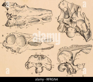 . Der Carnegie Institution in Washington Publikation. Der oberen Trias von West Texas. 27 haben ihre normale Position beibehalten. Die Wiederherstellung der Skelett hat 800-1050 - plished, indem der Knochen in ihren deutlichsten Position, mit solchen Kontrollen als Ihre ursprüngliche Position eingeräumt wird. Der Schädel. - In vielen Zeichen der Schädel ähnelt dem der Phytosauria, aber so unterscheidet sich radikal anderen, es muss mindestens in einer eigenen Unterordnung platziert werden. Die enge Verschluss der Nähte und den Zustand der Erhaltung hat die Entschlossenheit der meisten der Nähte unmöglich. Th Stockfoto
