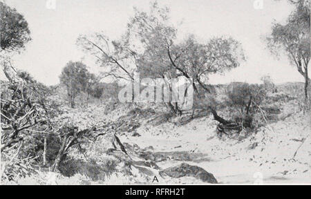 . Der Carnegie Institution in Washington Publikation. CANNON PLATTE 14'. Bitte beachten Sie, dass diese Bilder sind von der gescannten Seite Bilder, die digital für die Lesbarkeit verbessert haben mögen - Färbung und Aussehen dieser Abbildungen können nicht perfekt dem Original ähneln. extrahiert. Der Carnegie Institution in Washington. Washington, der Carnegie Institution in Washington Stockfoto