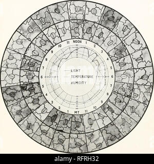 . Der Carnegie Institution in Washington Publikation. LOFTF 1 ELD PLATTE 14 LICHT - TEMPERATUR LUFTFEUCHTIGKEIT. Serie 32, obere und untere Stomata der geschnittenen Stiele von Luzerne, X240, und der Faktoren, die bei einem 24h-Tag. Bitte beachten Sie, dass diese Bilder sind von der gescannten Seite Bilder, die digital für die Lesbarkeit verbessert haben mögen - Färbung und Aussehen dieser Abbildungen können nicht perfekt dem Original ähneln. extrahiert. Der Carnegie Institution in Washington. Washington, der Carnegie Institution in Washington Stockfoto