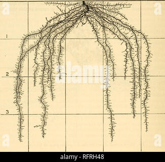 . Der Carnegie Institution in Washington Publikation. 28 Entwicklung und Aktivitäten der Wurzeln der Pflanzen. der Schicht durch die Wurzeln belegt, hat die verfügbaren Feuchtigkeit unter 11 Prozent. Beginnend mit dem 21. April, wenn die atmometers installiert wurden, die täglichen Verdunstung im Durchschnitt aber 18 C.C.pro Tag. In den letzten Tagen des Mai, jedoch günstiger Wachstumsbedingungen folgte, und die Pflanzen in der nächsten Periode unter Umständen begünstigen eine rasche Entwicklung. Die letzte Untersuchung wurde am 8. Juli, 94 Tage nach der Pflanzung, wenn das Wachstum abgeschlossen war und etwa ein Drittel der verlassen Stockfoto