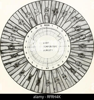 . Der Carnegie Institution in Washington Publikation. LOFTFIELD PLATTE 8 LICHT TEMPERATUR LUFTFEUCHTIGKEIT. Serie 16, die stomata der Zwiebel, X240, und der Faktoren, die bei einem 24-Stunden-Tag. Bitte beachten Sie, dass diese Bilder sind von der gescannten Seite Bilder, die digital für die Lesbarkeit verbessert haben mögen - Färbung und Aussehen dieser Abbildungen können nicht perfekt dem Original ähneln. extrahiert. Der Carnegie Institution in Washington. Washington, der Carnegie Institution in Washington Stockfoto
