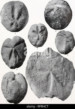 . Der Carnegie Institution in Washington Publikation. JACKSON Platte 14. 1, 2. Paraster subcylindricus. 3, 4. Brissopsis antillarum. 5. Plagiobrissus Loveni. 6, 7. Macropneustes clevei.. Bitte beachten Sie, dass diese Bilder sind von der gescannten Seite Bilder, die digital für die Lesbarkeit verbessert haben mögen - Färbung und Aussehen dieser Abbildungen können nicht perfekt dem Original ähneln. extrahiert. Der Carnegie Institution in Washington. Washington, der Carnegie Institution in Washington Stockfoto