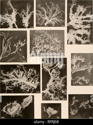 . Der Carnegie Institution in Washington Publikation. MALL UND MEYER. Bitte beachten Sie, dass diese Bilder sind von der gescannten Seite Bilder, die digital für die Lesbarkeit verbessert haben mögen - Färbung und Aussehen dieser Abbildungen können nicht perfekt dem Original ähneln. extrahiert. Der Carnegie Institution in Washington. Washington, der Carnegie Institution in Washington Stockfoto