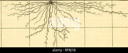 . Der Carnegie Institution in Washington Publikation. 74 DIE ÖKOLOGISCHEN BEZIEHUNGEN DER WURZELN. von der Basis der Stamm, der mehr oder weniger parallel zum Boden in einer Tiefe von 2 bis 5 Zoll und einer maximalen Entfernung von 30 Zoll. Alle wurzeln, ob oberflächlichen oder tieferen, praktisch frei von Niederlassungen für eine Entfernung von 4 bis 6 Zoll. Von diesem Zeitpunkt an begannen sie zu verzweigen, die Zweige der zunehmenden Anzahl an den Spitzen. Diese Äste variiert von wenigen Millimetern bis zu 3 oder 4 cm in der Länge, und in regelmäßigen Abständen auf diese. Abb. 26.- Tradescanlia virginiana. gefunden wurden kurze hairlike b Stockfoto
