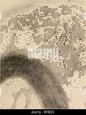 . Der Carnegie Institution in Washington Publikation. MACKLIN PLATTE 4 1 14 B MC.-''.'.- •." T. .* " ** V" • • • • • V • • • • •:. ..-Lo. • Macklm fecit. Bitte beachten Sie, dass diese Bilder sind von der gescannten Seite Bilder, die digital für die Lesbarkeit verbessert haben mögen - Färbung und Aussehen dieser Abbildungen können nicht perfekt dem Original ähneln. extrahiert. Der Carnegie Institution in Washington. Washington, der Carnegie Institution in Washington Stockfoto