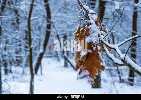 Braune eiche Blätter hängen an einem Zweig und in Weiß Schnee bedeckt, weiss verschneiten Wald mit Bäumen im Hintergrund Stockfoto