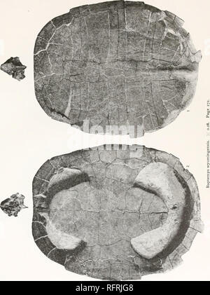 . Der Carnegie Institution in Washington Publikation. Fossile Schildkröten Platte 41. Bitte beachten Sie, dass diese Bilder sind von der gescannten Seite Bilder, die digital für die Lesbarkeit verbessert haben mögen - Färbung und Aussehen dieser Abbildungen können nicht perfekt dem Original ähneln. extrahiert. Der Carnegie Institution in Washington. Washington, der Carnegie Institution in Washington Stockfoto