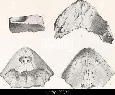 . Der Carnegie Institution in Washington Publikation. Fossile Schildkröten Platte 28. Bitte beachten Sie, dass diese Bilder sind von der gescannten Seite Bilder, die digital für die Lesbarkeit verbessert haben mögen - Färbung und Aussehen dieser Abbildungen können nicht perfekt dem Original ähneln. extrahiert. Der Carnegie Institution in Washington. Washington, der Carnegie Institution in Washington Stockfoto