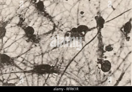 . Der Carnegie Institution in Washington Publikation. ^> * V V* • * 4^'". ** *T*v Ich" - "^ yj * * R * * "r % • VR-u-gr • / •. Bitte beachten Sie, dass diese Bilder sind von der gescannten Seite Bilder, die digital für die Lesbarkeit verbessert haben mögen - Färbung und Aussehen dieser Abbildungen können nicht perfekt dem Original ähneln. extrahiert. Der Carnegie Institution in Washington. Washington, der Carnegie Institution in Washington Stockfoto