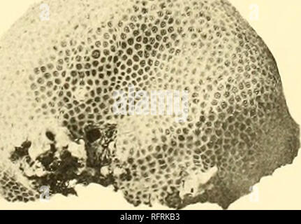 . Der Carnegie Institution in Washington Publikation. 12. 13. ""¢ â¢:.â¢â Â¢â*. • T •. Â ¢ â â.::? 5.* - *. •. • -:.*,'. Â ... - • - - • • • • .... Â ¢.**# • -.-'.â ¢ â â¢' â â¢.*: 14 6. Acropora hebes (Dana). 7. Acropora digitifera (Dana). 8. Acropora palifera (Lam.) Div. (Brooks) 9., 10., 11. Porites mayeri Vaughan. 12, 14. Porites murrayensis Vaughan. 13. Porites australiensis Vaughan. Bitte beachten Sie, dass diese Bilder aus gescannten Seite Bilder, die digital für die Lesbarkeit verbessert haben mögen - Färbung und Aussehen dieser Abbildungen können nicht perfekt die Ori ähneln extrahiert werden Stockfoto