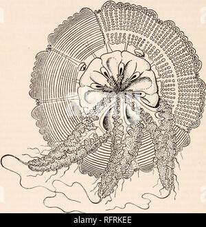 . Der Carnegie Institution in Washington Publikation. 192 Papiere von der Abteilung für Meeresbiologie. Die arm-Disk ist halb so breit wie die Glocke und die subgenital Teile ist einheitlich. Die Außenflächen der perradial Spalten haben jeweils eine leichte Con-Buchse, keine tiefen Nische, wie in Lychnorhiza bartschi. Die subgenital ostia sind doppelt so breit wie die perradial Spalten und jede ist wölbte sich über durch eine Klappe - wie Projektion. Es gibt auch 4 interradial papillse auf die subumbrella, die gegenüber der Öffnung jeder subgenital Ostium. Die 8 Mund-Arme nicht ganz zwei Drittel so lang wie die Glocke - diamete Stockfoto