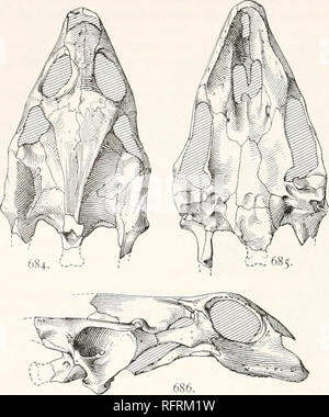 . Der Carnegie Institution in Washington Publikation. 5 * 8 FOSSILE SCHILDKRÖTEN VON NORDAMERIKA. Der Plastron (Platte 106, Abb. i) hat eine breite, von der Extremität hyoplastral Prozesse von einer Seite auf die andere, ot etwa 310 mm. Die äußeren 4 ot Die hyoplas-tron von jeder Seite coalesct mit der entsprechenden hvpoplasf Ion. Die querausdehnung dieser Knochen, entlang dieser Naht, ist 133 mm. Wo engste die Brücken sind 48 mm breit. Die hyoplastron und hypo-Plastron haben eine große Ähnlichkeit mit denen von Platypehis ferox. Die hypoplastron unterscheidet sich von der Art nur benannt Stockfoto