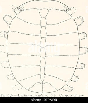 . Der Carnegie Institution in Washington Publikation. ; Oo FOSSILE SCHILDKRÖTEN VON NORDAMERIKA. Der carapax (Tafel 94, Abb. 1) Der Typ dieser Art hatte eine Länge von 330 mm und einer Breite von 263 mm., ohne die Erweiterung der Rippen über die rippenbögen Platten. Wenn wir die Rippen, die Breite mindestens ebenso groß ist wie die Länge. Die Nuchal ist ein großer Knochen, hatten eine Erweiterung von Seite zu Seite, von ca. 175 mm und eine Breite von ca. 35 mm an der Mittellinie. Es vorher etwas ausgegraben, während Posterior mit dem preneural artikuliert wird. Es war nicht in Kontakt mit der Ant Stockfoto