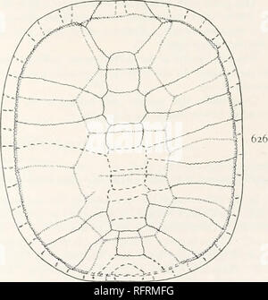 . Der Carnegie Institution in Washington Publikation. . FlGS. 625 VND626. - Testudo hexagonata. Shell von Art. 625. Die Hälfte uf die untere Fläche der Shell. Von 'sCope Abbildung. X}. 626. Panzers, teilweise restauriert. Xj. Die Länge des Panzers ist 380 mm.; die Breite, 330 mm. Die Peripheriegeräte, die vor und hinter der Brücke erscheinen nicht nach oben in beträchtlichem Maße abgefackelt worden zu sein. Poste - riorly Panzers scheint Steil gewesen zu sein. Kann nicht viel in Bezug auf die Anordnung der neurals ermittelt werden, auf Rechnung der Verzerrung. Der erste hatte eine Breite von ca. 45 mm. Die zweite ist achteckig, mit einer Länge Stockfoto