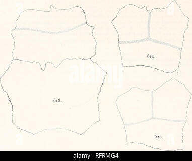 . Der Carnegie Institution in Washington Publikation. 460 FOSSILE SCHILDKRÖTEN VON NORDAMERIKA. subakute frei Grenze der Lippe der Knochen auf der oberen Seite steigt bis zu einem Punkt 105 mm. hinter der vorderen und dann fällt plötzlich auf. Die größte Stärke erreicht ist 70 mm. Die Oberfläche der Lippe konvex ist. Es gibt keine auffälligen Kerbe wo die gulo - oberarmkopf Sulcus die Grenze überquert. Die entoplastron war ca. 245 mm breit. Seine Länge ist mutmaßlich. Es war vor hingewiesen. Seine größte Stärke an der Mittellinie ist 70 mm, während die Stärke der hyoplastron ist 46 mm. Der Lappen (Abb. 617) hatte Stockfoto
