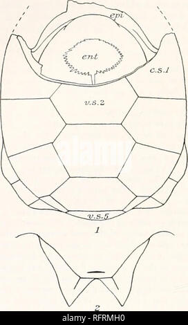 . Der Carnegie Institution in Washington Publikation. 454 FOSSILE SCHILDKRÖTEN VON NORDAMERIKA. Testudo pertenuis bewältigen. Abb. 609. Testudo pertenuis, bewältigen, Proc. Acad. Nat. Sci. Phila. 1892, S. 226; 4. Ann. Bericht Geol Surv. Texas, 1892 (1893), P-47 & gt; Feigen - l&gt;z - Heu, Bibliog. und Cat. Foss. Vert. N.A., 1902, S. 451.- Gidley, Bull. Amer. Mus. Nat. Hist., XIX, 1903, S. 627.- Montgomery, Biol. Bull., vm, 1904, S. 57. Die Art und die einzige bekannte Exemplar gehört zu der Universität von Texas. Es wurde von Professor bewältigen im Jahre 1892 entdeckt, in dem Blanco Betten des Pliozäns, in der Nähe von Mount Blanco, Crosby Stockfoto