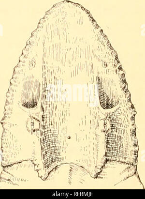 . Der Carnegie Institution in Washington Publikation. 128 Die rERMO - Karbon rot Betten der vorderen Hälfte des Schädels. Die schlüsselbeine waren groß und die Platte, und bildete einen gewissen Schutz zu den Thorax. Die wirbelsäule colmim, die aus sehr dünnen intercentra, pleurocentra und neurocentra, mit einem sehr großen inneren Raum für die Chorda dorsalis, muss sehr schwach gewesen und sehr flexibel. Die Propor-tionen der Gliedmaßen sind unbekannt, aber die Knochen der Extremitäten der Gattung zugeordnet werden können, sind relativ kurz und schwach, mit schwach entwickelten endet, der das Vorhandensein einer großen Menge von Knorpel Stockfoto