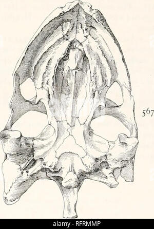 . Der Carnegie Institution in Washington Publikation. . FlGS. 566 und 567.- TestuJo impensa. Schädel von Art. X A - 566. Obere Oberfläche. C 67. Palatinale Oberfläche. auf ca. 16 mm. Der Oberkiefer steigt unter dem Boden der Orbit 22 mm. Die innovative, von der Seite gesehen, ist konvex Vor, leicht konkav Posterior, aber die con-Buchse scheint geringer gewesen zu sein als in T. osborniana, und der Knochen nicht Posterior in eine derart herausragende Prozess zu beenden, Im letzteren genannten Arten. Diese hochmoderne ist unregelmäßig dentated, besonders vor. Die antero-posterior Ausmaß der otic Regio Stockfoto