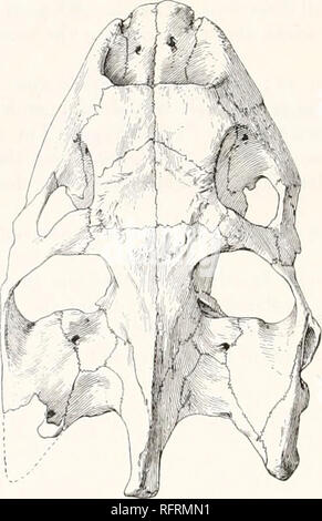 . Der Carnegie Institution in Washington Publikation. 43 2 FOSSILE SCHILDKRÖTEN VON NORDAMERIKA. Sind die Schädel, die fast vollständige Shell, beide Schulter - Röcke, die linke Humerus, das Becken komplett, 3 zervikalen verletzt und 4 Schwanzwirbeln, und einer Menge von dermalen Knochen. Die Individuen dieser Arten zu haben scheinen reacht Groß, die Länge der Cara-Tempo der Art 922 mm. Ihre Beziehungen waren in der Nähe von T. osborniana, da beide im Schädel und die Shell angezeigt. Der Schädel (Abbn. 566-568) fehlt die meisten von einer der hinteren seitlichen Winkel. Es ist aufgetreten. Einige zerkleinern Stockfoto