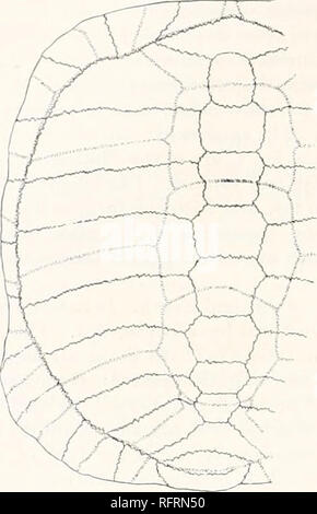 . Der Carnegie Institution in Washington Publikation. 388 FOSSILE SCHILDKRÖTEN VON NORDAMERIKA. plastra auf jeder Seite dieses sind gerundet. Die Knochen der Plastron ist relativ dick. Im Falle einer Probe, deren Plastron ist 210 mm lang und die Stärke der hyoplastron ist 16 mm.; dass Der hypoplastron auf halbem Weg zwischen der Mittellinie und der Inguinalen Kerbe ist 14 mm. Sie Rückwärts, um von der Inguinalen Kerbe in der Nähe des frei Grenze gibt es eine niedrige Mauer vom Gipfel, von denen die Knochen hängen nach unten und nach außen. Weiter hinten die Höhe der Wand vermindert schnell und die Steigung ist weniger Stee Stockfoto
