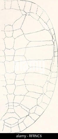 . Der Carnegie Institution in Washington Publikation. 346 FOSSILE SCHILDKRÖTEN VON NORDAMERIKA. Erheblich deprest, aber wahrscheinlich weniger tban seiner jetzigen Höhe, 40 mm., zeigt. Wir können nicht, in welchem Maße, es jedem, der Grenze des Panzers war notcht. Die Peripheriegeräte sind leicht recurved behindern. Ihre freie Ränder sind akut. Keine Carina ist Pres-ent, aber auf der Nuchal und die ersten neuronalen gibt es eine spürbare Erhöhung. In der Region des neurals behindern gibt es eine beschlossen, Längs- Depression. Die Oberfläche ist glatt, mit der Ausnahme, dass die an den äußeren Enden des costals es lange sind Stockfoto