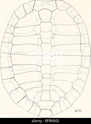 . Der Carnegie Institution in Washington Publikation. 312 FOSSILE SCHILDKRÖTEN VON NORDAMERIKA. Nr. 5987 der Amerikanischen Museum zu dieser Art bezeichnet wird, obgleich es einige wichtige Unterschiede. Es ist durch eine beschädigte Shell von Grizzly Buttes vertreten. Seine Größe ist fast genau der Nr. 5988. Der Carapax unterscheidet sich vor allem in der costals so geändert, dass die distalen Enden werden abwechselnd breiter und nar-rower. Das proximale Ende sind nicht vorhanden. Die Abmessungen der costals Hiermit sind in der Tabelle dargestellt. Der Plastron ist dick und schwer, die Stärke der Knochen an der Kreuzung Stockfoto
