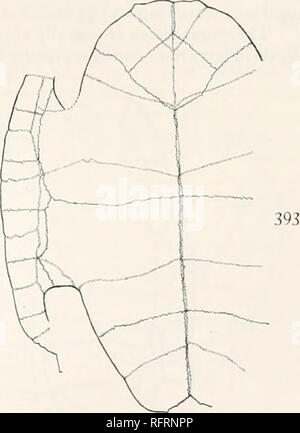 . Der Carnegie Institution in Washington Publikation. . FlGS. 392 und 393.- Eehmatemys wyomingensis. Carapax und plastron von Art der Emys jeanesi. X. US N. M.392. Panzers. 393. Plastron. Etage des Plastron an einer Linie zwei Fünftel der Abstand von der frei Grenze der behindern Lobe zu der Mittellinie. Die Entfernungen sind jeweils 29 mm und 69 mm. Die Breite der glatten Band, auf der oberen Fläche, an der hypoxiphiplastral Naht, ist 12 mm. Die größte Stärke der Knochen hier ist 13 mm. Der Axillären scute ist meist fehlt, aber es scheint rückwärts nur bis in die Mitte des erweiterten zu haben Stockfoto