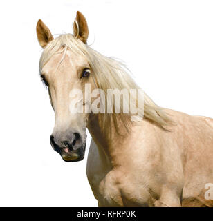 Pferdekopf auf Weiß isoliert Stockfoto
