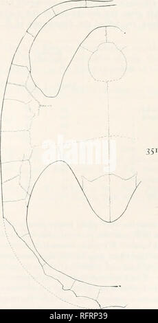 . Der Carnegie Institution in Washington Publikation. . FlGS. 350 UND 351,- Baptemys fluviatilis. Carapax und plastron von Art. Xj. 350. Panzers. Kostale und Wirbelsäule scutes durch unterbrochene gepunktete Bands angegeben restauriert. 351. Plastron., von dem es abgeleitet wurde. Die Probe gehört vermutlich zu den Bridger Bildung und es kann einige Fehler bezüglich der Region sein. Das Muster besteht aus einer Masse von grauen Sandstein, in zwei Stücke, die trägt erhebliche Teile des Panzers und Eindrücke von anderen Teilen und ein Fragment der Plastron, zusammen mit einer Darstellung der inneren su gebrochen Stockfoto
