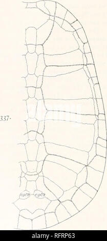 . Der Carnegie Institution in Washington Veröffentlichung. qi FOSSILEN TURTI. KS VON NORDAMERIKA. Der Schädel. Die Schale von beide Exemplare ist recht vollständig. Weder in der Vorderseite des Plastron abgeschnitten. Die Länge des Panzers von Nr. 5967 (Tafel 41, Abb. I, 2) wurde ursprünglich in der Nähe von 430mm, eine Breite von ca. 330 mm.; aber die Shell hat stark crusht wurde. Die ersten vertebralen scute vorher hat eine Breite von 80 mm.; die nächsten drei, die jeweils eine Breite von ca. 56mm.; die fünfte, einer Breite von 128 mm. posterior. Es wird beobachtet, dass die Letzte dieser Vertebralis erheblich größer ist als Stockfoto