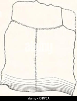 . Der Carnegie Institution in Washington Publikation. . 2 J 0 FOSSILE SCHILDKRÖTEN VON NORDAMERIKA. Ein sutural Kante für die Artikulation mit einem anderen Knochen. Die Grenze zwischen den vermeintlichen normalen scutes ist abgebrochen. Wenn der Knochen ist ein epiplastron es einmal projiziert haben muss wesentlich an dieser Stelle und die Vorderseite des anterior lobe war tief ausgegrenzt. Die Länge der Knochen ist ca. 40 mm.; seine Dicke hinter ist 11 mm. Für den Fall, dass der Knochen ein ist epiplastron, die Lippe ist ca. 40 mm breit. Der freie Rand der Knochen, die von der rechten Seite der Abbildung dargestellt, ist dick und stumpf. Dass der Th Stockfoto