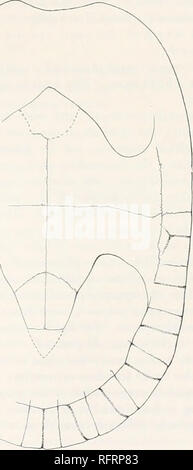 . Der Carnegie Institution in Washington Publikation. . FlGS. 326 und 327.- Hoplochelys Saliens. Carapax und plastron von Art. Xj. Restaurierte Teile in unterbrochene Linien. ', 1 (1. Panzers. 327. Plastron und Teil des Panzers. 1200. Die shell, die nur Teil erhalten, ist wesentlich crusht, aber fast alle Anwesenden. Die einzige fehlende Teile sind Teile des siebten und achten, die Vornean costals neurals, und einige Teile des Plastron. Leider ist für das Verständnis der Struktur der Shell viel war es eine sehr feuerfeste Matrix, die so eng sind, dass Sie Stockfoto
