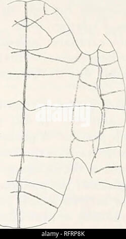 . Der Carnegie Institution in Washington Publikation. . 324-FlGS. 523 und 324.- Alamosemys substricta. Carapax und plastron von tvpe. Xj. 323. Panzers. 324. Plastron. Der carapax (Tafel 39, Abb. 1; Text-Abb. 323) ist länglich, mäßig erhöhten, dezidiert an der Inguinalen Kerben verengt, und mit den Peripheriegeräten hinter diesen eher Abfackeln. Ein bemerkenswertes Merkmal des Tankkörpers, der gemeinsam von Adocus, ist der grosse Teil der Unterlagen, der sich hinter der Nähte zwischen dem Dritten und Vierten rippenbögen Platten oben und was trennt die hyoplastrals Vom h poplastrals. Sechzig Prozent der Le Stockfoto