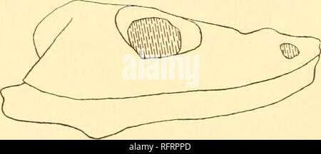 . Der Carnegie Institution in Washington Publikation. 32 Amphibien und Fische DES PERM VON NORDAMERIKA Parioxys ferricolus bewältigen. Proc. Standort. Phil. Soc, Bd. XVII, 1878, S. 521. Typ: Der gleiche wie der Gattung. Original Beschreibung: "Diese Salamander ist durch zwei Norbert Müller ähnlicher Größe vertreten, von denen einer ein paar Wirbel befestigt sind. Ich habe nicht entfernt die Matrix inclosing Letztere noch nicht, da es sich um eine Aufgabe, die viel Zeit. Die allgemeine Form der Schädel ist ein Dreieck mit abgerundeten Seiten und verengten und stumpfen Spitze. Der Parietalen Region ist ziemlich hoch und breit, und js von einem Lo begrenzt Stockfoto