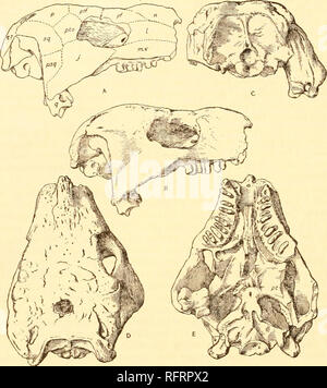 . Der Carnegie Institution in Washington Publikation. 68 EINE REVISION DER COTYLOSAURIA VON NORDAMERIKA. Der gelenkknorpel Gesicht für den Atlas ist konkav, und es gibt eine tiefe Grube für die Fortsetzung der Chorda dorsalis; es neigt sich nach unten und nach vorn, so dass, wenn Sie ohne einen großen preatlantal intercentrum der Schädel fast im rechten Winkel zur Wirbelsäule durchgeführt worden wären, um den Atlas angewendet wurden. Das steingrab "Tor der Ausfahrt der hinteren Hirnnerven sind nicht offensichtlich, aber tiefe Gruben auf den Seiten des basioccipital kann in die Öffnungen der steingrab geführt haben. Die Grenzen der Th Stockfoto