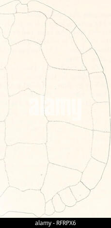 . Der Carnegie Institution in Washington Publikation. 66 fossilen rURTLES VON NORDAMERIKA. Mexiko. Das Muster ist nicht ganz vollständig, etwas crusht und gebrochenen und ha ing ein Teil der Marge von der linken Seite fehlt. Die Art ähnelt sehr der anderen von der Gattung, sondern besitzt ausreichend markante Zeichen. Der spezifische Name ist, dass der Stream in der Nähe der das Muster gefunden wurde. Die Katalognummer wird 1203, des American Museum of Natural History. Alle Spuren der Nähte zwischen den knöchernen Elemente der Shell sind ausgelöscht durch Co-ossifikation. Die Nähte zw. Stockfoto